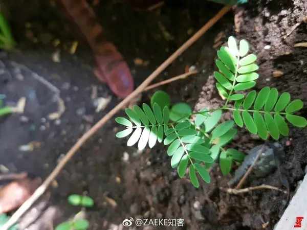 OnePlus 5's camera samples