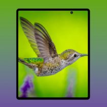 Galaxy Fold2 Renders